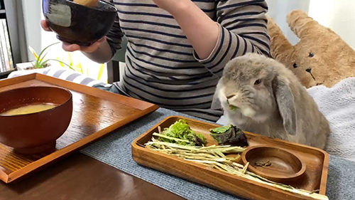 ほぼレタスが見えなくなったところ