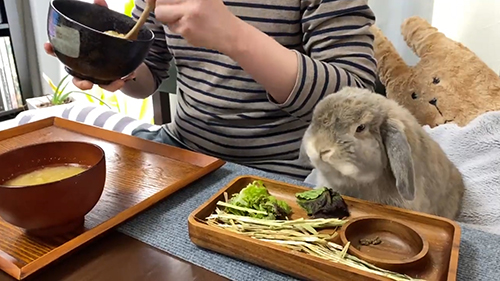 レタスが見えなくなったところ