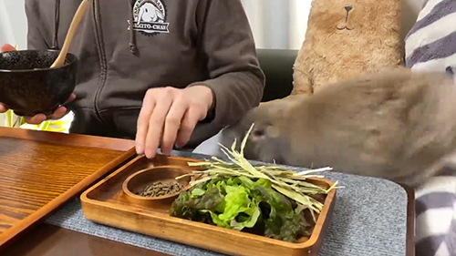 とんできたせきとくん