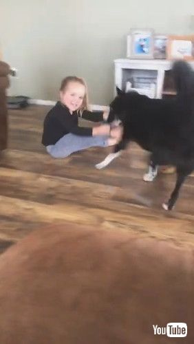 「Playful Border Collie Pulls Best Friend Around || ViralHog」