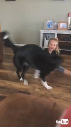 「Playful Border Collie Pulls Best Friend Around || ViralHog」