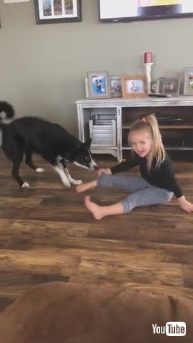 「Playful Border Collie Pulls Best Friend Around || ViralHog」