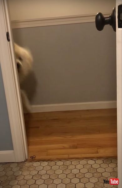 かくれんぼを楽しむワンコ