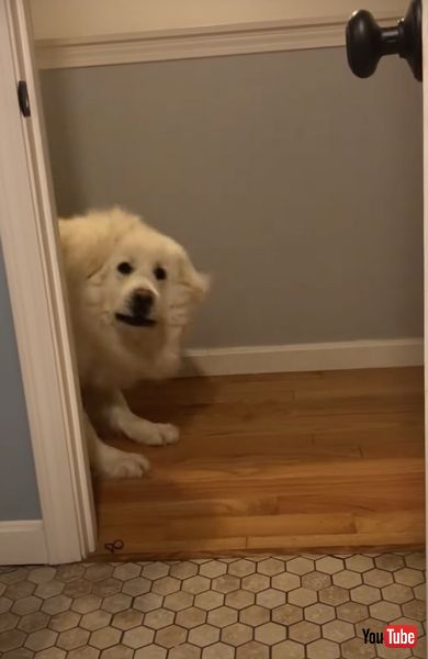 かくれんぼを楽しむワンコ