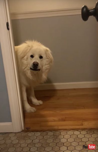 かくれんぼを楽しむワンコ