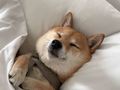 ふかふかお布団のど真ん中で眠る柴犬さん　人間みたいな寝相に「幸せそうでかわいい」「添い寝したい」と絶賛の声
