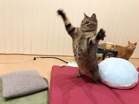 遊んでるコタロウくんと見てるレオンくん