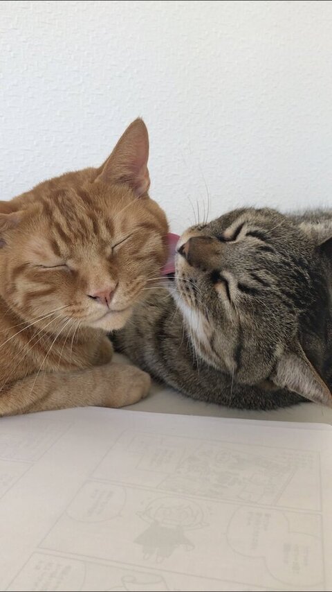 レオンくんをなめるコタロウくん