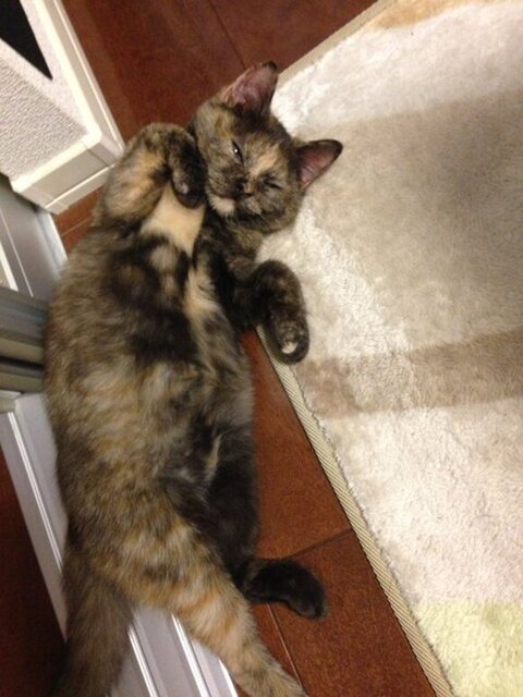 ジジちゃんごろん