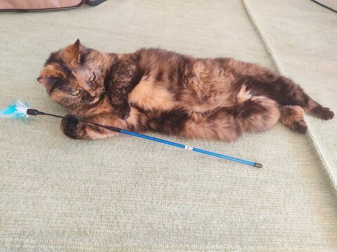 猫じゃらしを持つジジちゃん