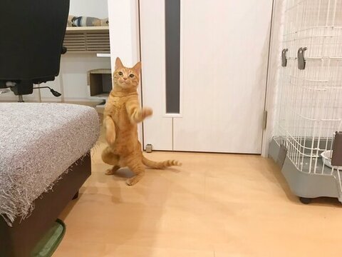 てんくんドアップ