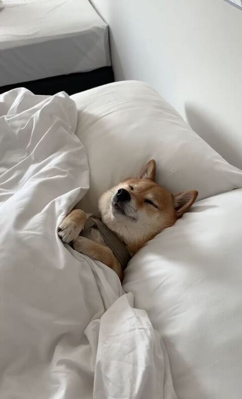 寝てるはなちゃん遠く