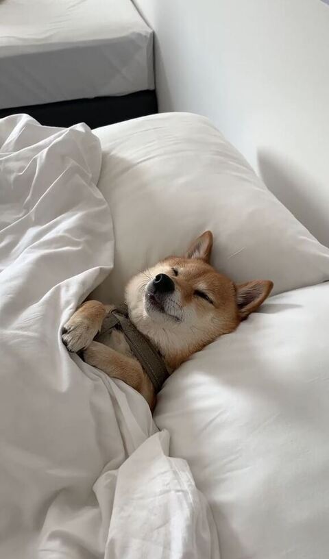 寝てるはなちゃん少し寄り