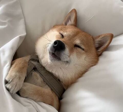 寝てるはなちゃんアップ