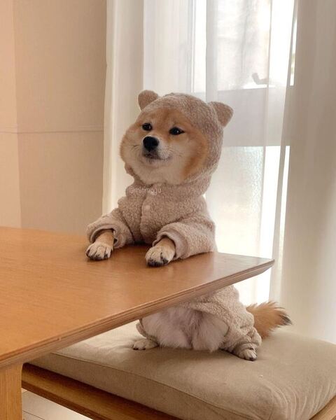 洋服着てるはなちゃん