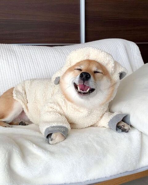 洋服着て笑ってるはなちゃん