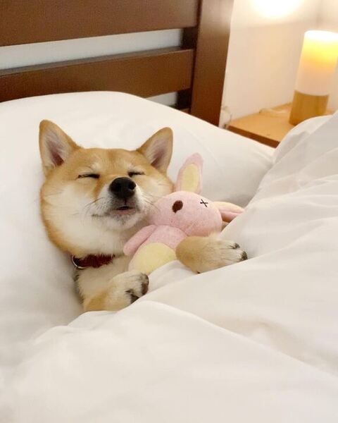 ぬいぐるみと寝る