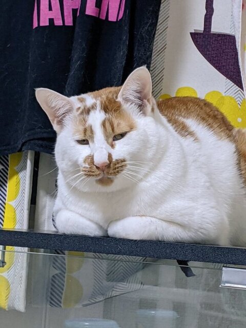 香箱座りしょぼぼくん