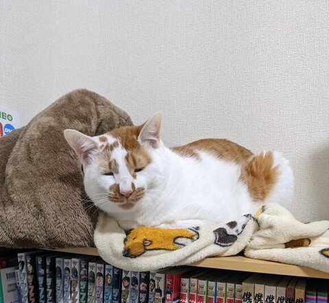 眠そうなしょぼぼくん