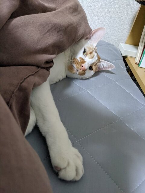 布団にいるしょぼぼくん