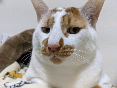 アップのしょぼぼくん