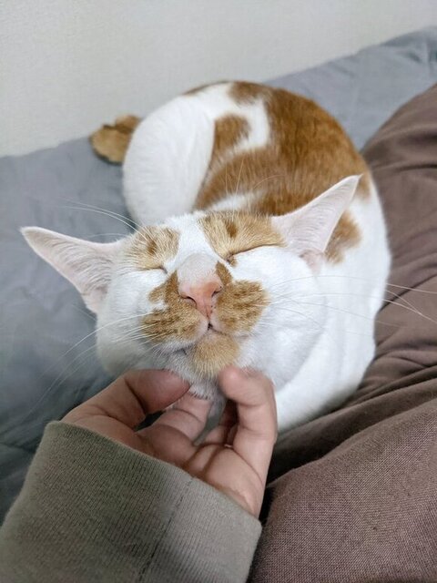 アゴをなでられてるしょぼぼくん