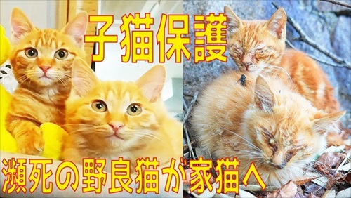 瀕死の子猫が家猫へ