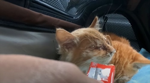 ご飯も食べない子猫