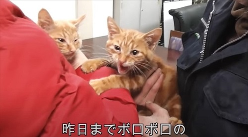 里親に渡される子猫