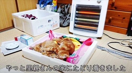 里親宅でくつろぐ子猫たち