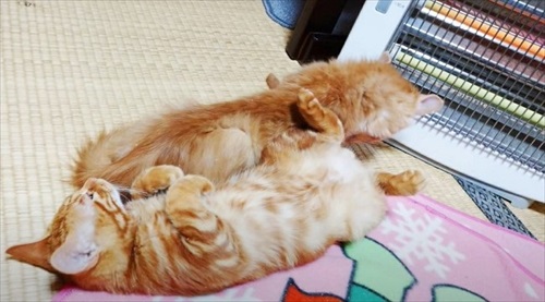 ストーブの前であたたまる子猫