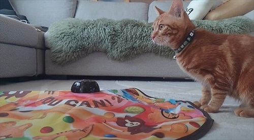 おもちゃで遊ぶ子猫