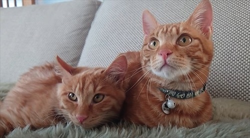 寄り添う子猫たち