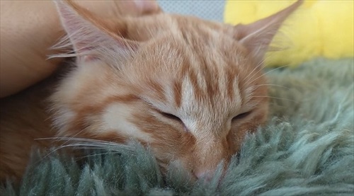 家猫になった子猫