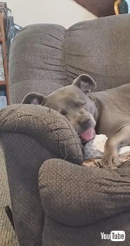 ソファで眠る犬