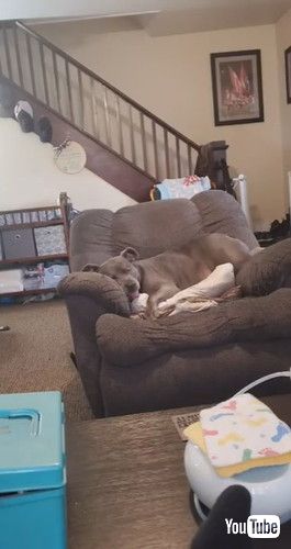 ソファで眠る犬