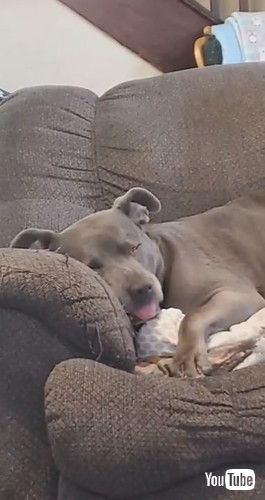 寝ながら口が動く犬