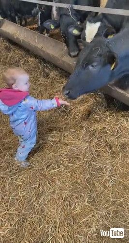 「Cow Surprises Kid with a Lick || ViralHog」