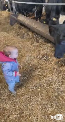 「Cow Surprises Kid with a Lick || ViralHog」