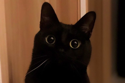 きゅんきゅんこねろくくん