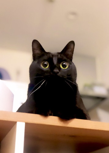 きゅんきゅんこねろくくん