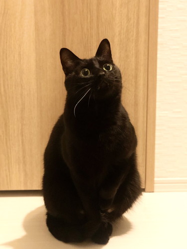 きゅんきゅんこねろくくん