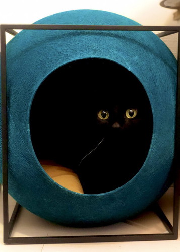 きゅんきゅんこねろくくん