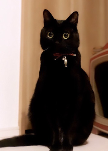 きゅんきゅんこねろくくん