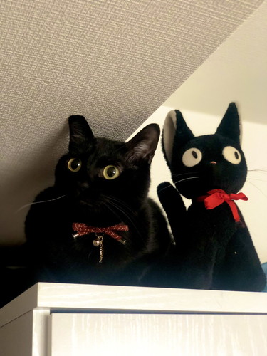 きゅんきゅんこねろくくん