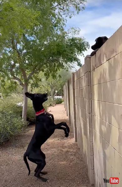 塀ごしで仲良くするワンコ