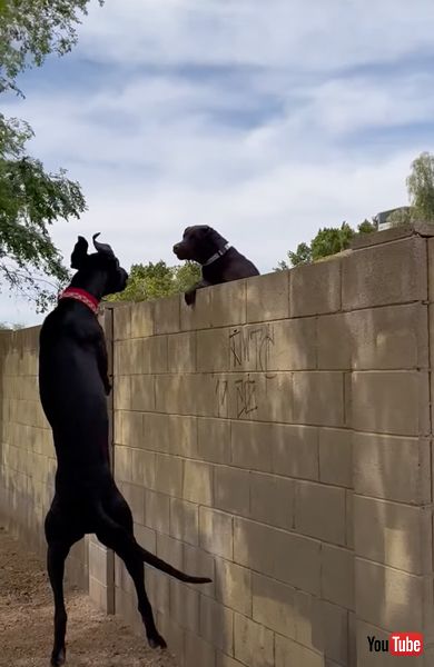 ジャンプするワンコ