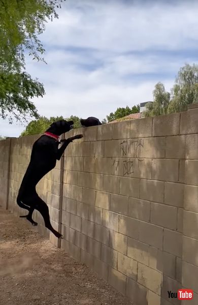 届かないワンコ