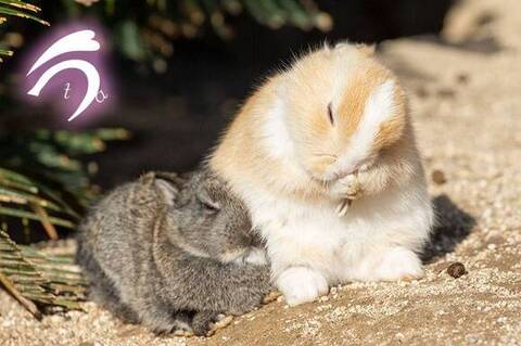 くっついてるうさぎさん2羽