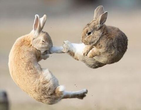 空中戦のうさぎさんトリミング